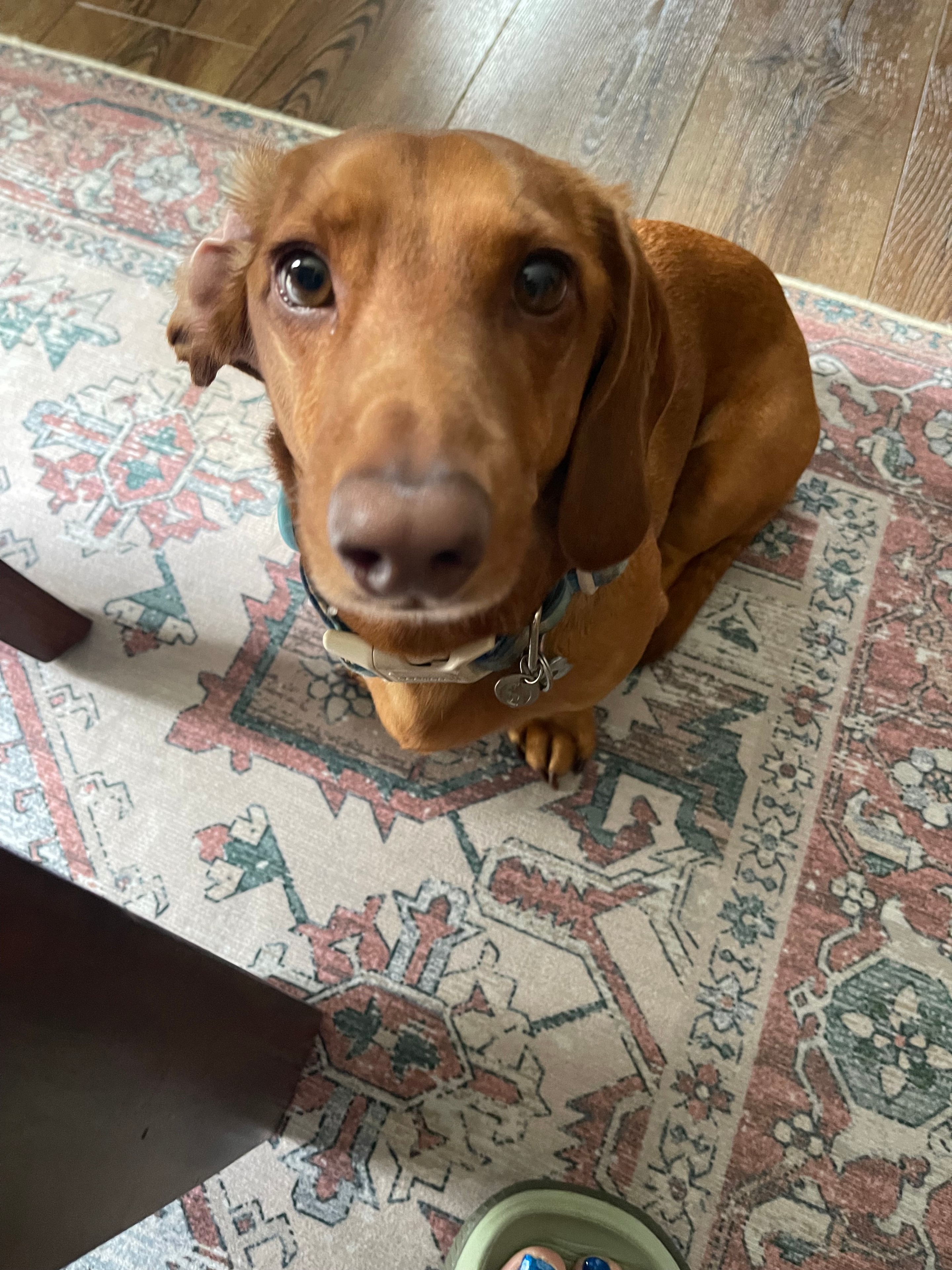 Jimmy Dean the red dachshund looking up at the camera