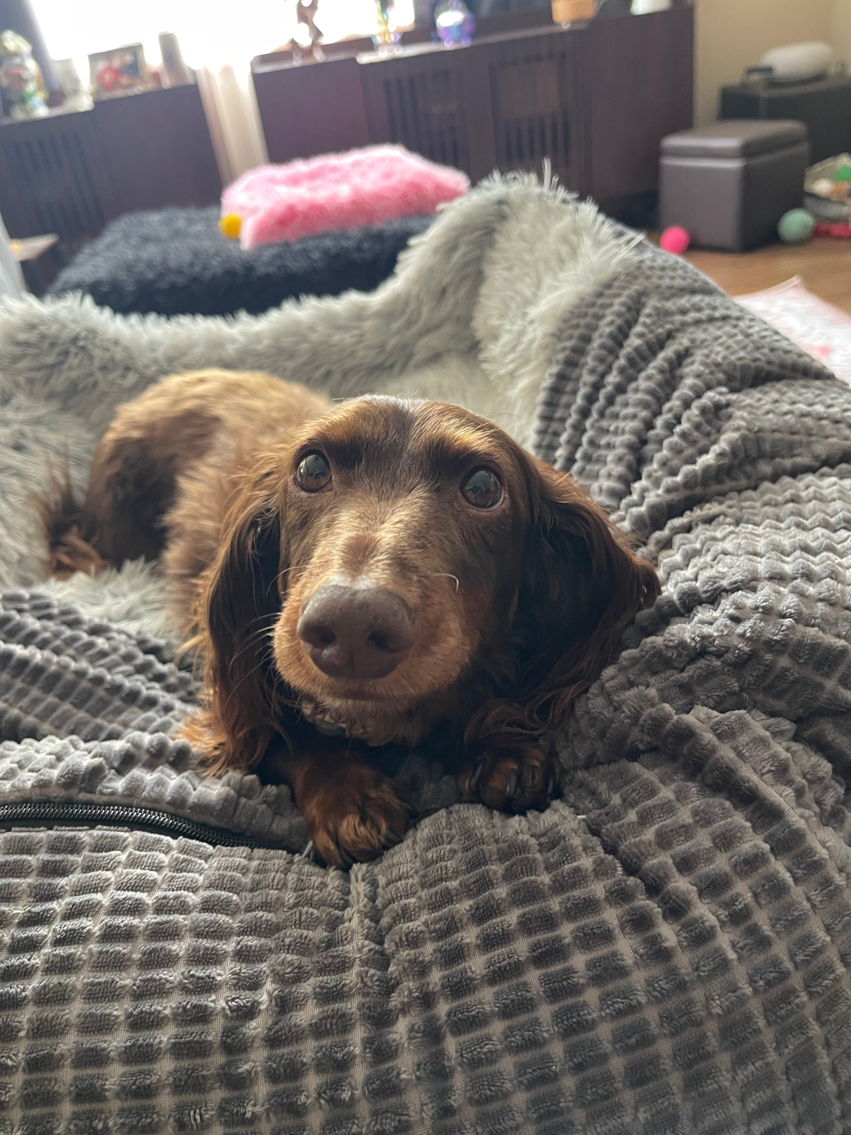 Oscar the fluffy chocolate longhair dachshund snuggled in a blanket