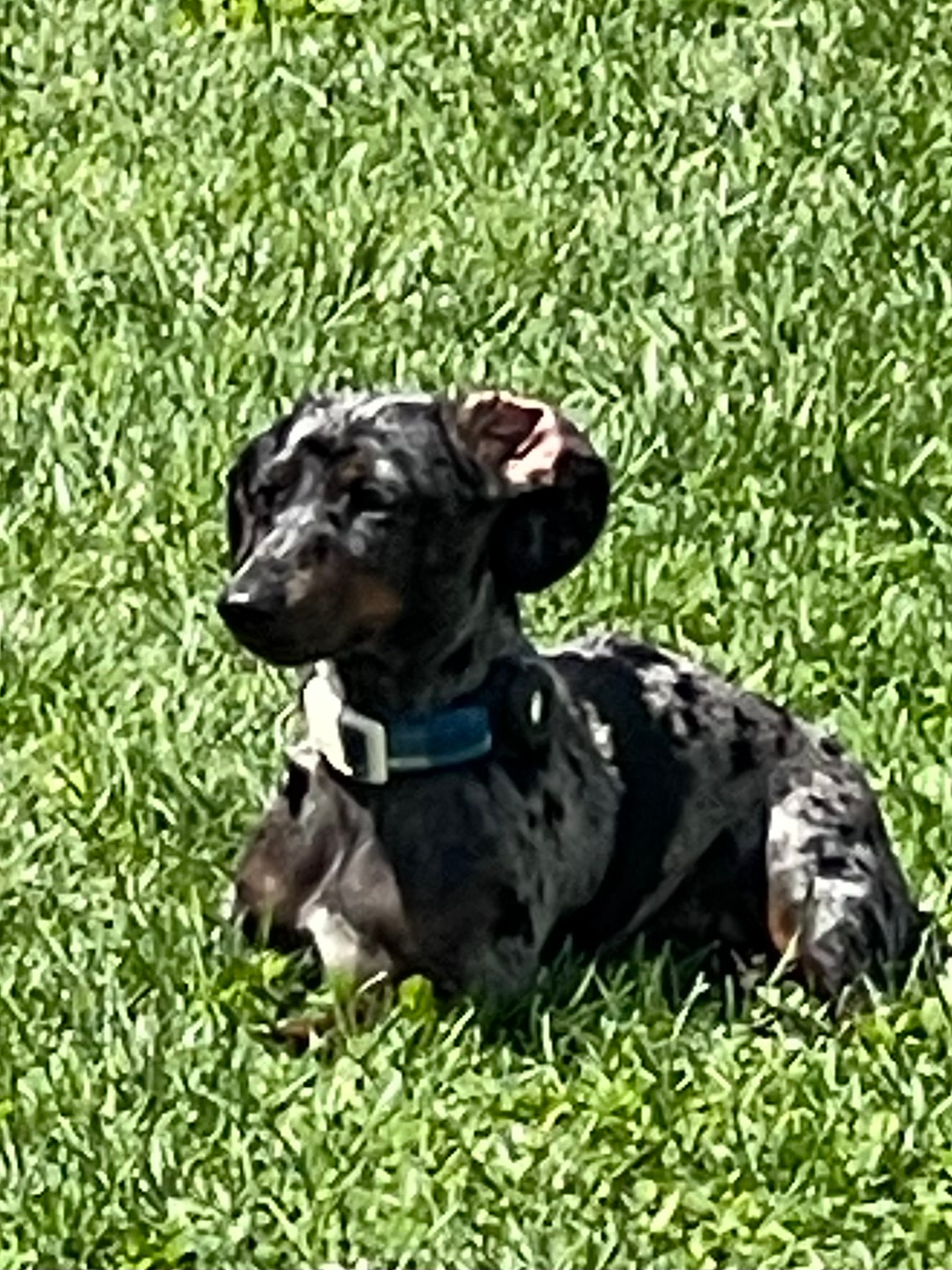 Piper Jean the black dapple dachshund sitting on grass