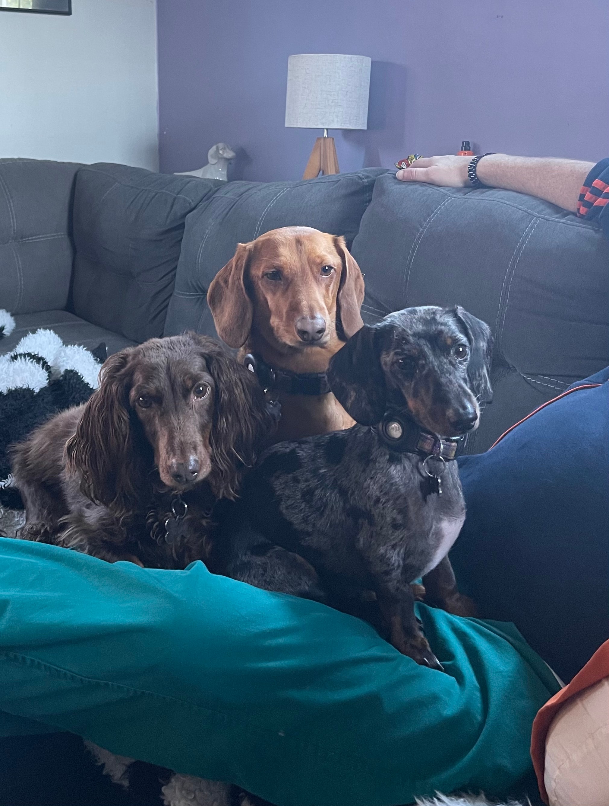 Oscar, Piper Jean, and Jimmy Dean together on the couch