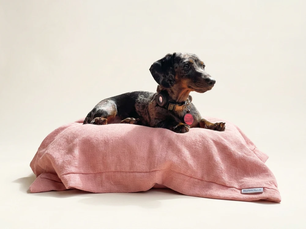 Piper Jean the dapple dachshund resting on a pink pillow